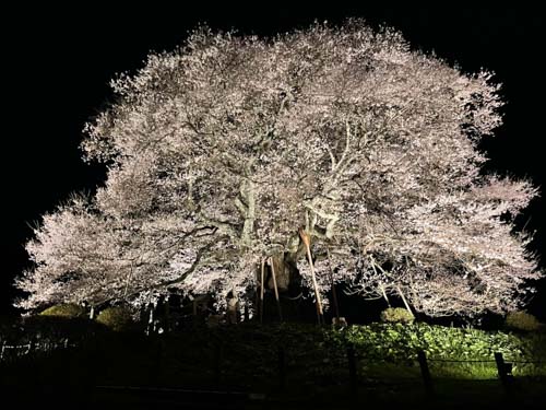 夜の満開 千年桜 | 真庭市 野村さん