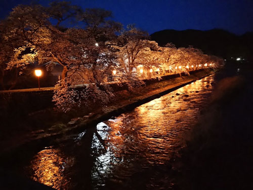 夜桜 | 真庭市　下田さん