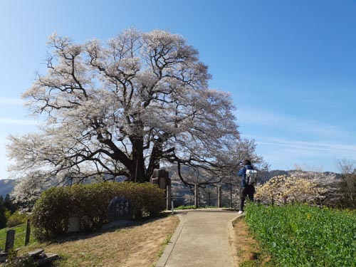 醍醐の桜 | 久米南町　黒瀬さん