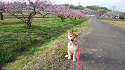 桃の花と（後ろに桜も） | 勝央町　岡部さん