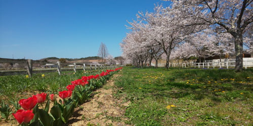 まきばの館の桜 | 美咲町 結石さん