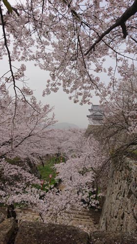 桜ひらり | 瀬戸内市　河崎さん