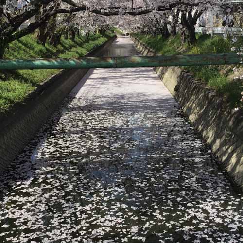 桜散り始め | 岡山市　やじさん