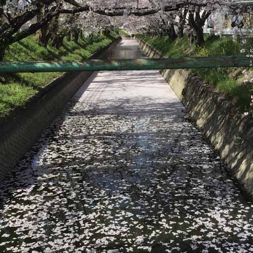 桜散り始め | 岡山市 やじさん