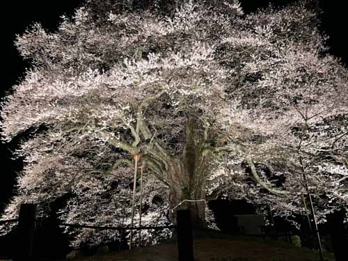 夜の満開　千年桜 | 真庭市　野村さん