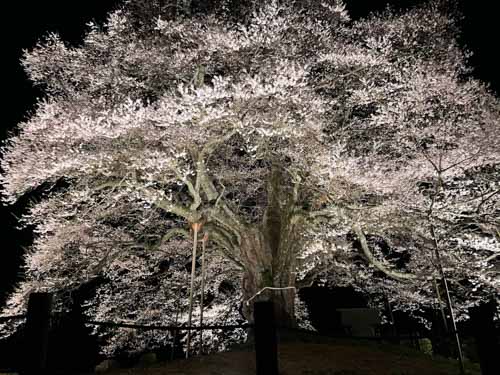 夜の満開 千年桜 | 真庭市 野村さん