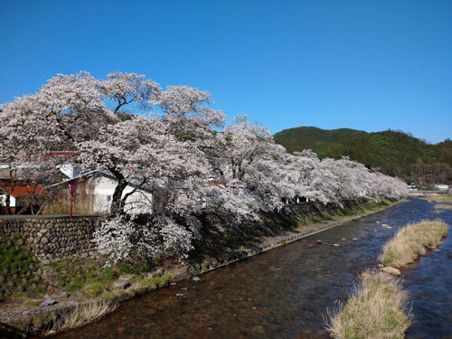 夜桜 | 真庭市　下田さん