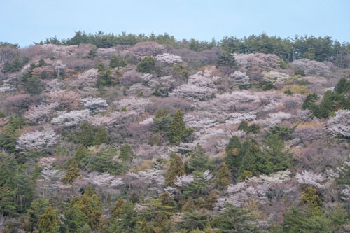 桜色の山肌 | 坂出市 三好さん