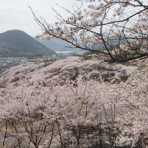 桜まみれ | 備前市 早川さん