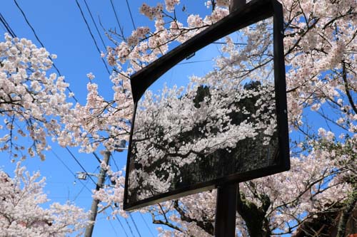 ミラーに映える満開の桜 | 備前市 萩原さん