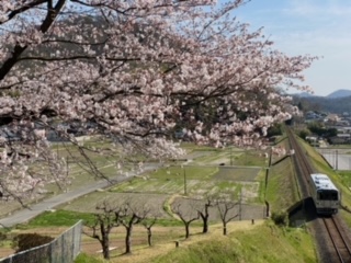 桜と井原鉄道 | 矢掛町 山部さん