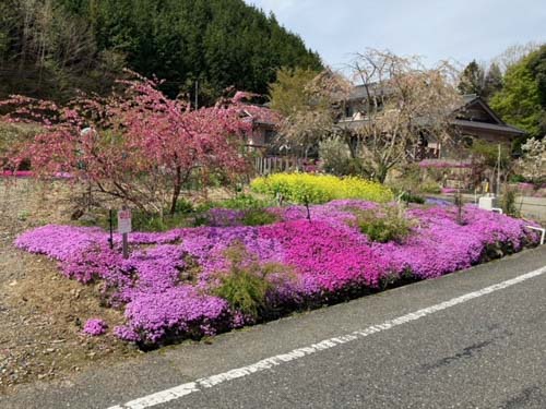 芝桜が庭一面に | 倉敷市 沼田さん