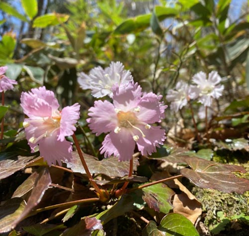 イワウチワの花 | 岡山市 春日さん