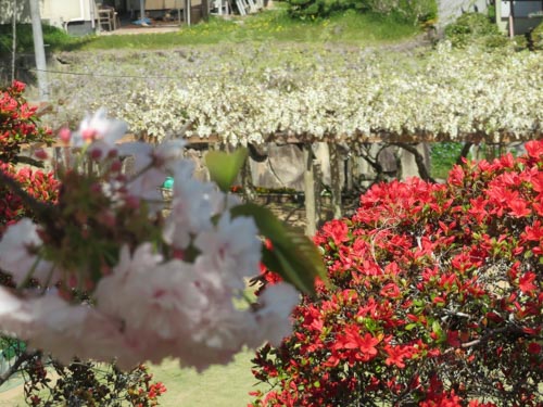 ツツジ公園 | 早島町 佐藤さん