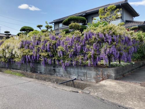 藤の花の生垣？ | 倉敷市　沼田さん