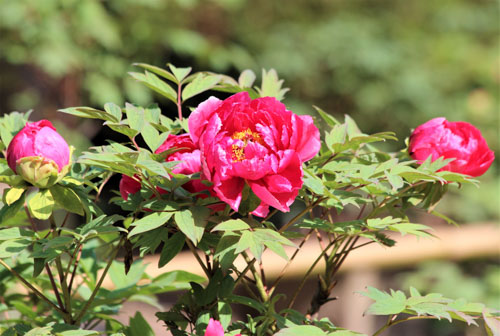 牡丹の花 | 岡山市　宮脇さん