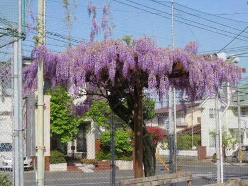 我が町の自慢の藤の花 | 倉敷市　吉井さん