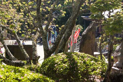 ツツジの花と思いきや… | さぬき市 中川さん