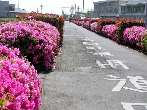 ツツジ満開の道 | 岡山市　神崎さん