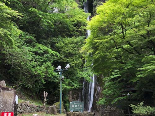 新緑の絹掛の滝 | 高梁市 別所さん