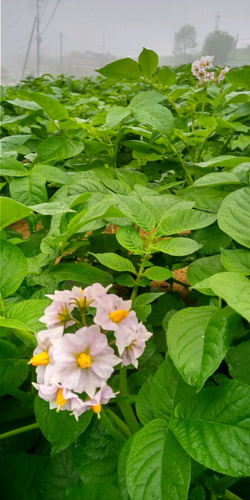 高原に咲くジャガイモの花 | 吉備中央町　小倉さん