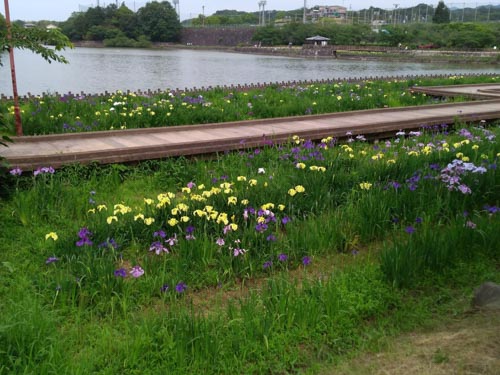 今年も花しょうぶが咲きはじめました | さぬき市　山下さん