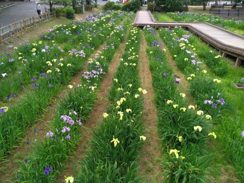 今年も花しょうぶが咲きはじめました | さぬき市 山下さん