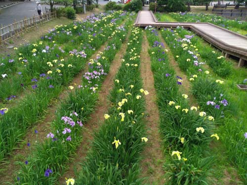 今年も花しょうぶが咲きはじめました | さぬき市　山下さん