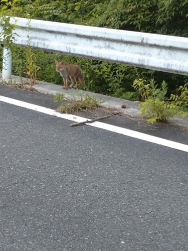 おはよう子キツネさん | 吉備中央町 綱島さん