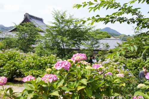 紫陽花に囲まれて | さぬき市　中川さん