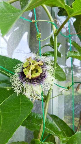 パッションフルーツの花咲く | 瀬戸内市　野﨑さん