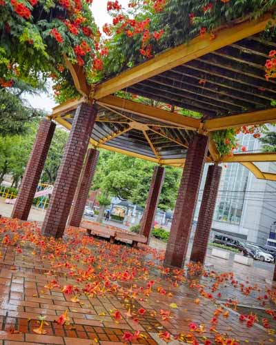 雨に落ちるオレンジの花 | 岡山市　河西さん