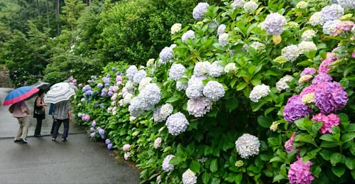 紫陽花見頃 | 備前市　土橋さん
