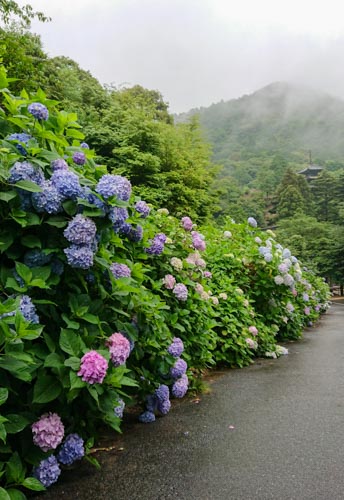 紫陽花見頃 | 備前市　土橋さん