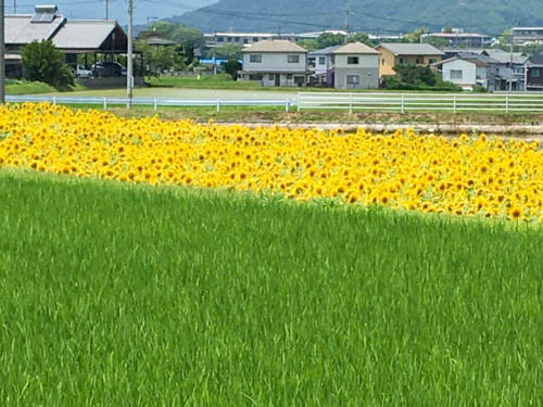 黄色い夏じゅうたん | 高松市　久保さん
