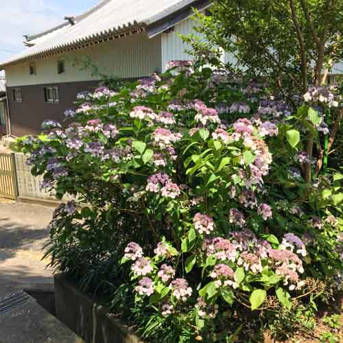 あじさい | 高松市 逢坂さん