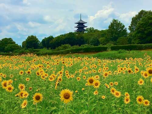 ヒマワリと五重塔 | 岡山市 やじさん