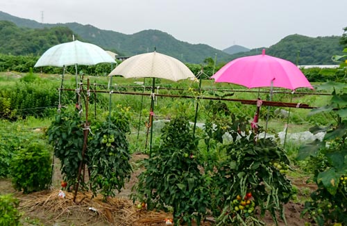 トマトに傘 | 備前市 土橋さん