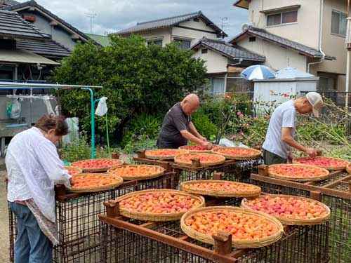 梅干し作り! | 高梁市 別所さん