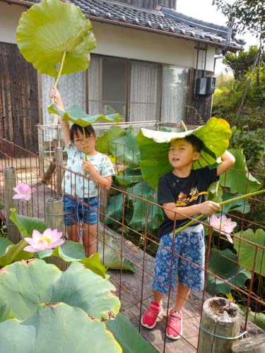 雨の日に蓮の葉で雨宿り | 吉備中央町　綱島さん