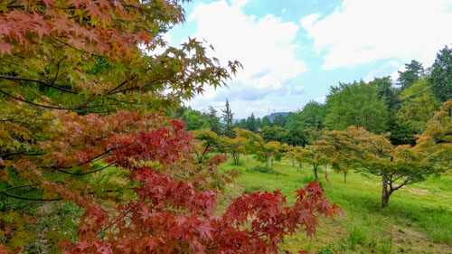 もう紅葉？ | 岡山市　河西さん