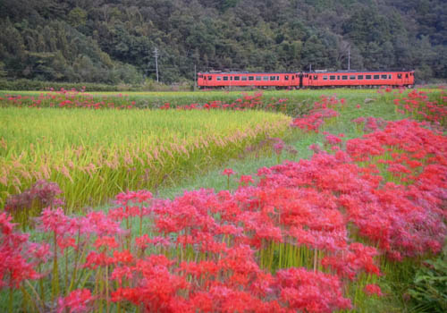 ヒガンバナと赤い列車 | 岡山市　河西さん