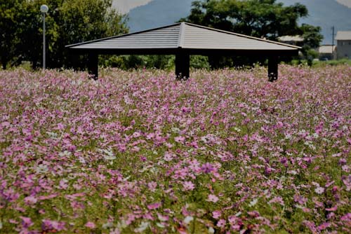 埋まってしまいそう | 岡山市 神崎さん
