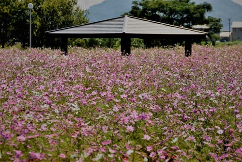 埋まってしまいそう | 岡山市　神崎さん