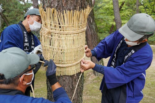 暑い中でのこも巻き | 岡山市 横山さん