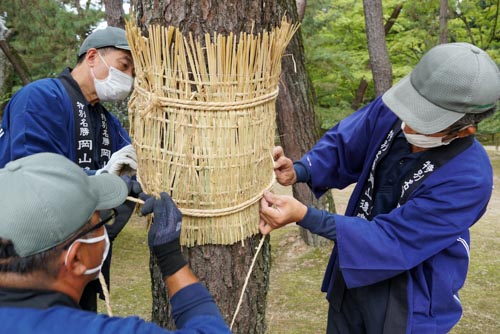 暑い中でのこも巻き | 岡山市  横山さん