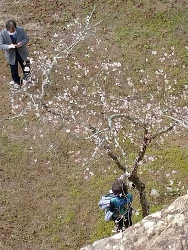 十月桜 | 真庭市　下田さん