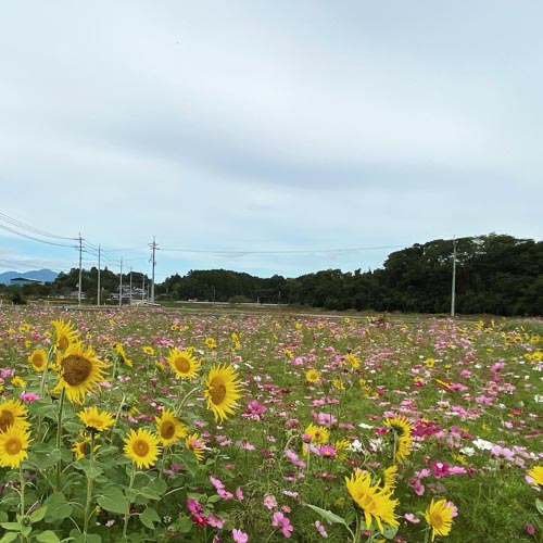 コスモスとヒマワリ | 津山市 綱嶋さん