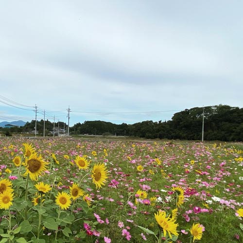 コスモスとヒマワリ | 津山市　綱嶋さん