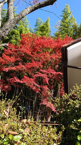 紅葉真っ赤 | 新見市 六人のばぁばさん